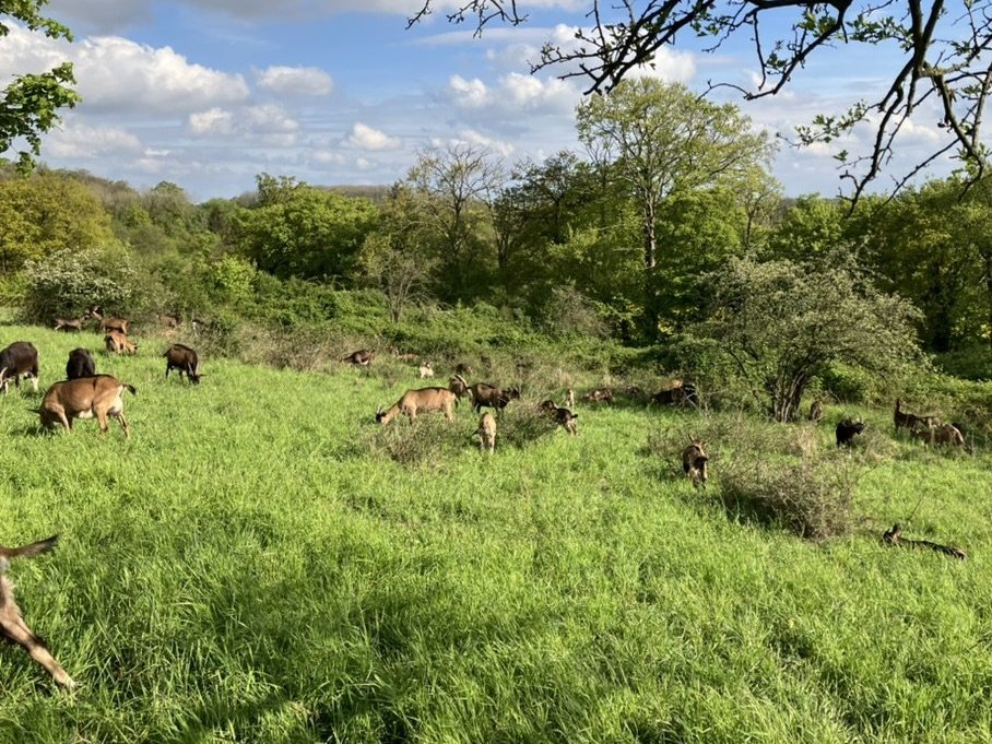 9BF7A972-6F19-49E8-938C-3AFB87C70A6C.jpeg 9BF7A972-6F19-49E8-938C-3AFB87C70A6C.jpeg