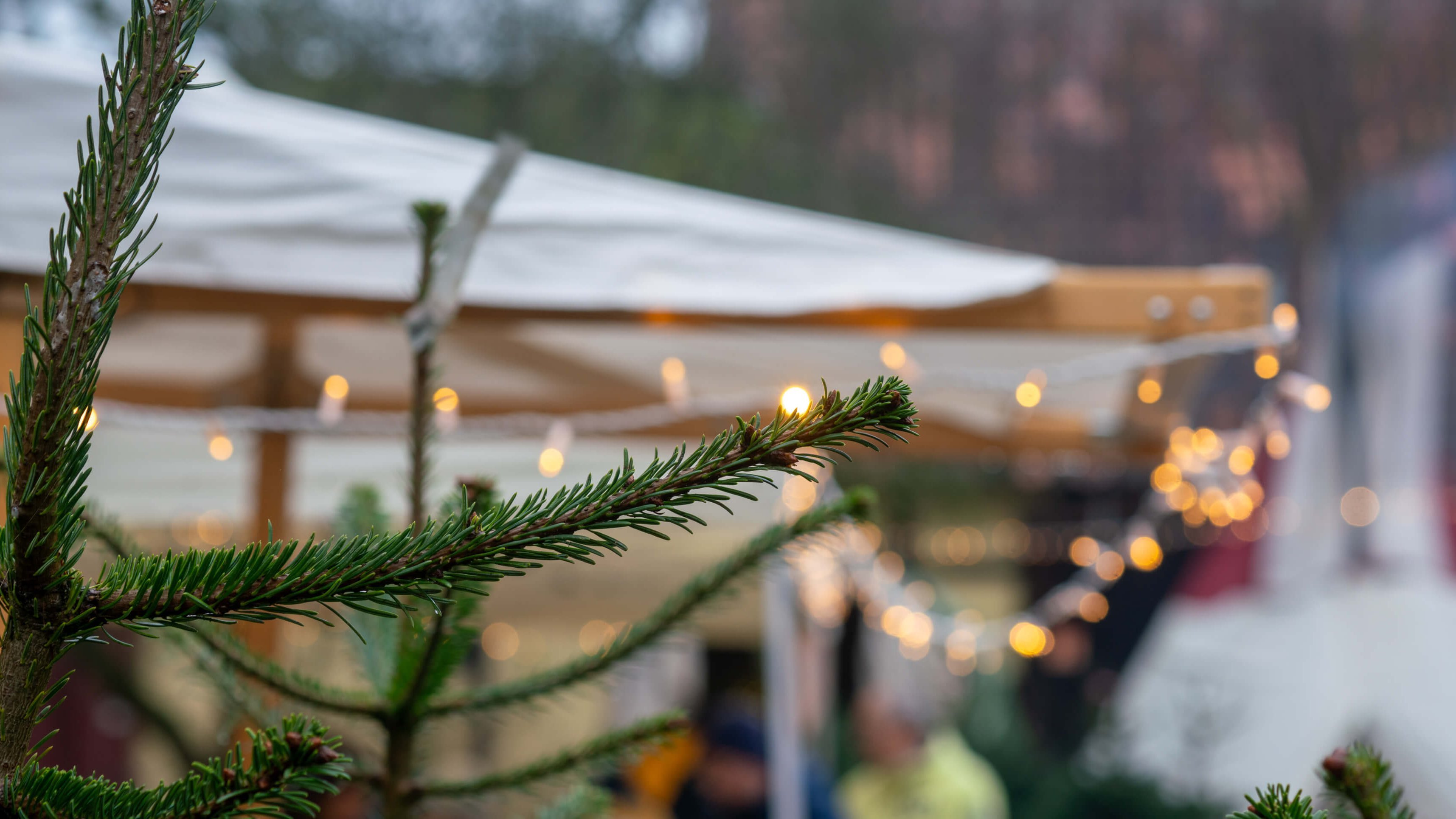 DSC07595.jpg DSC07595.jpg