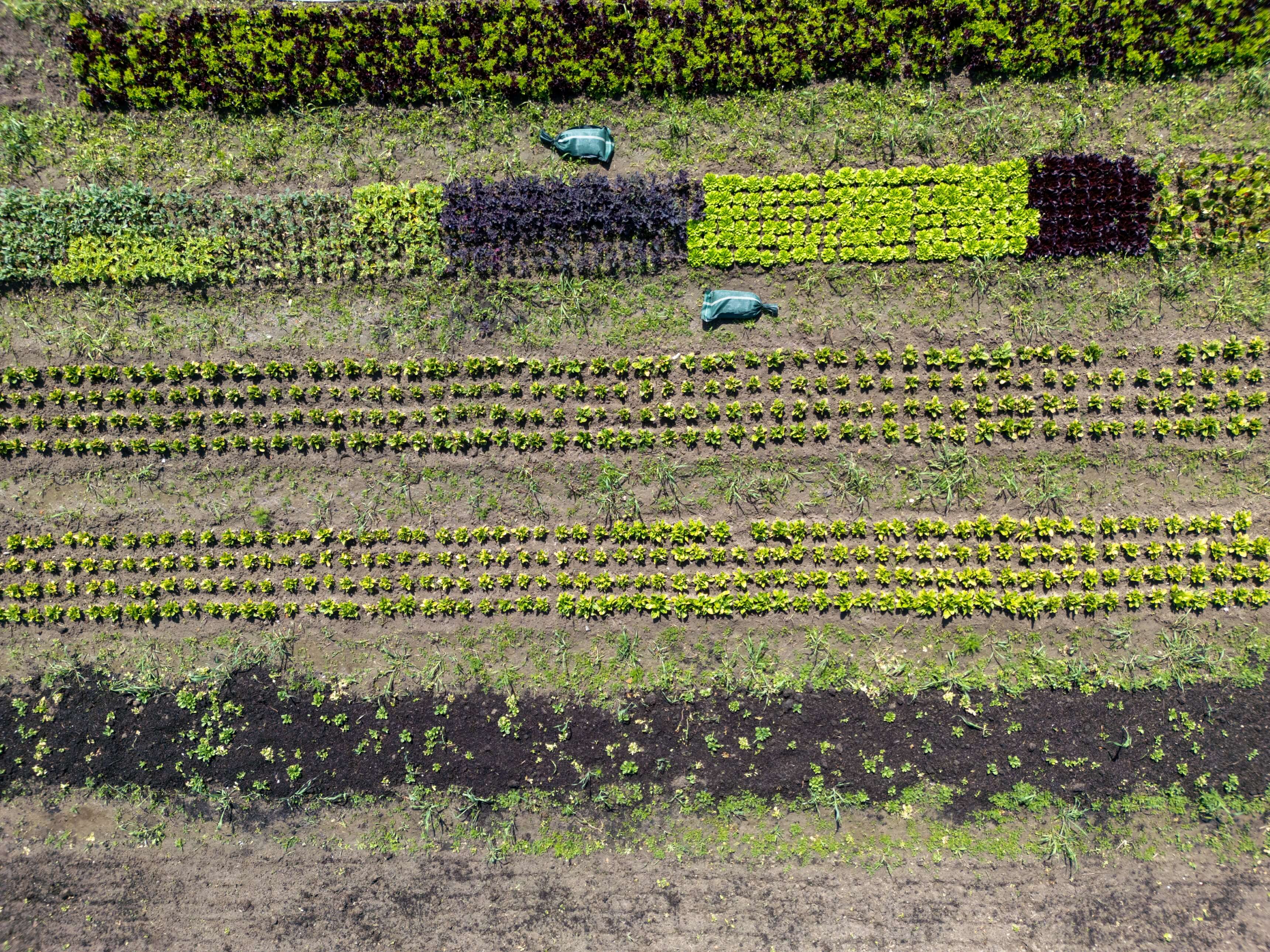 DJI_0017.jpg
