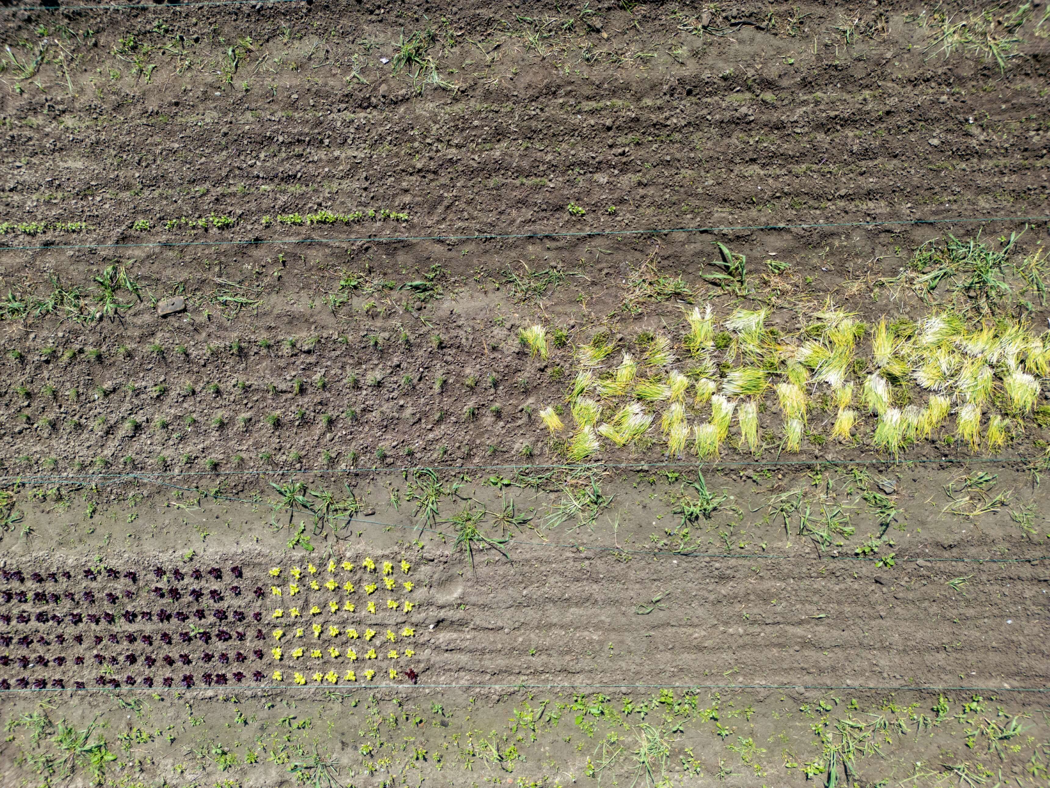 DJI_0018.jpg