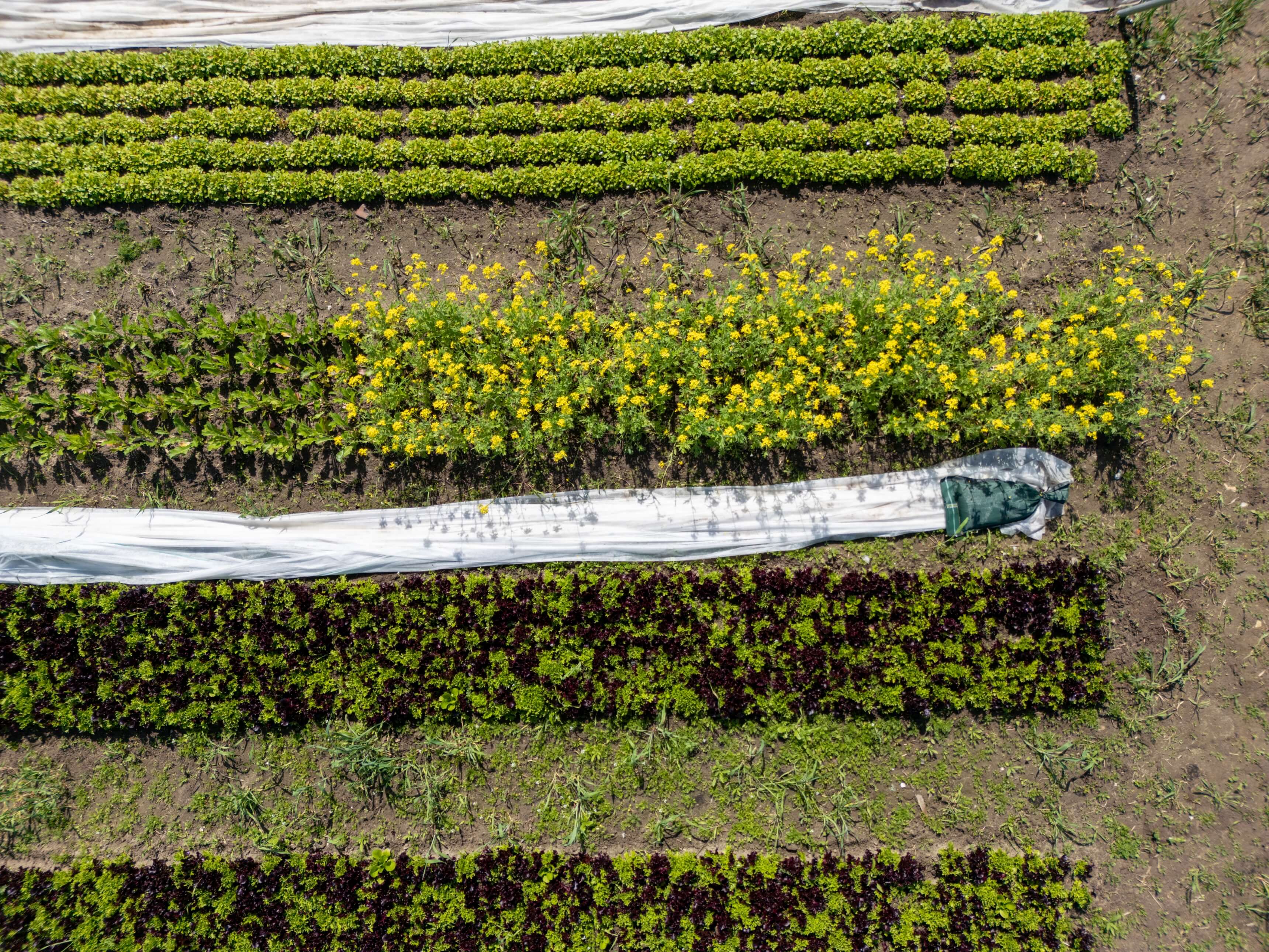 DJI_0052.jpg