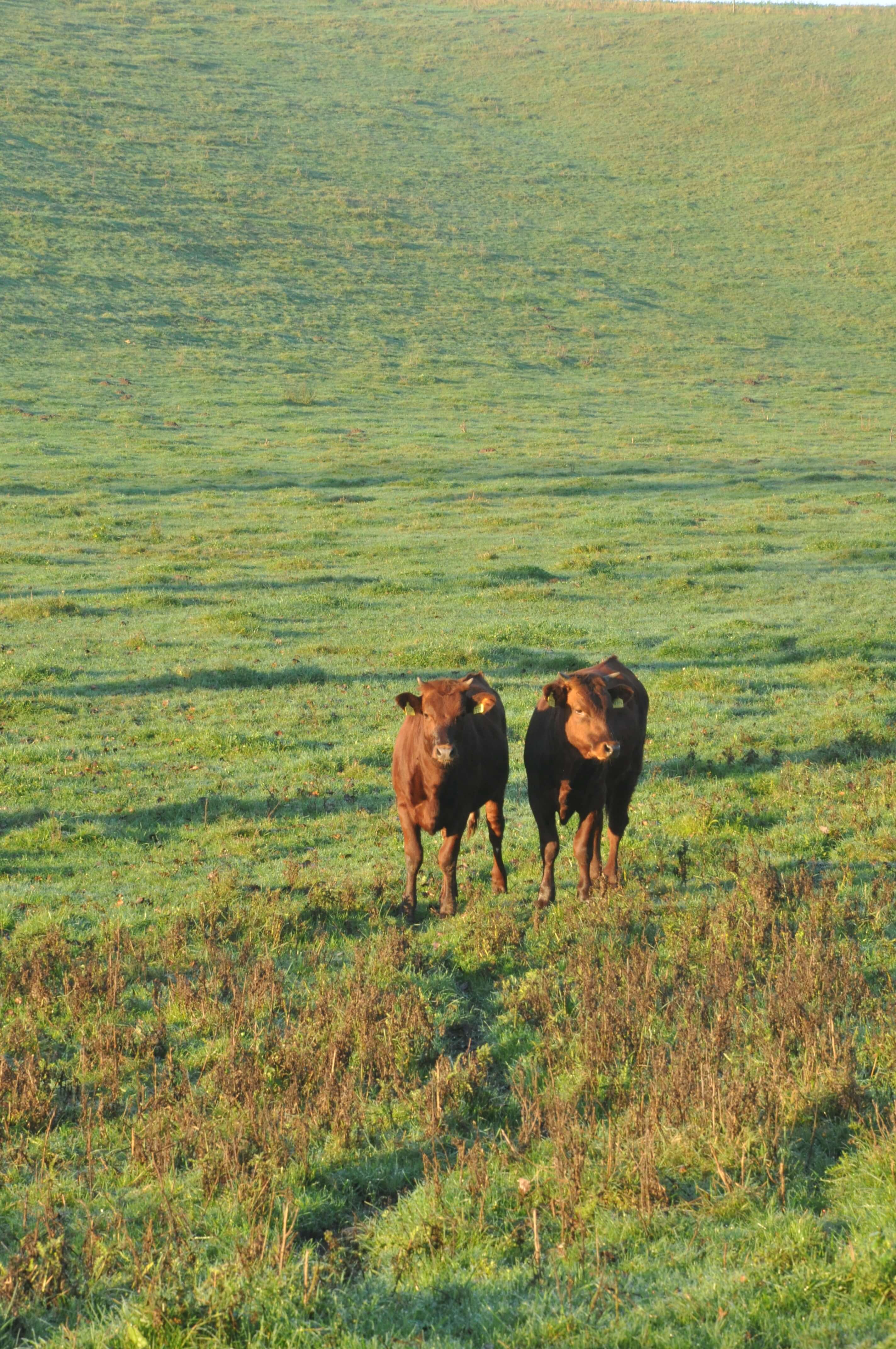 DSC_2523.JPG