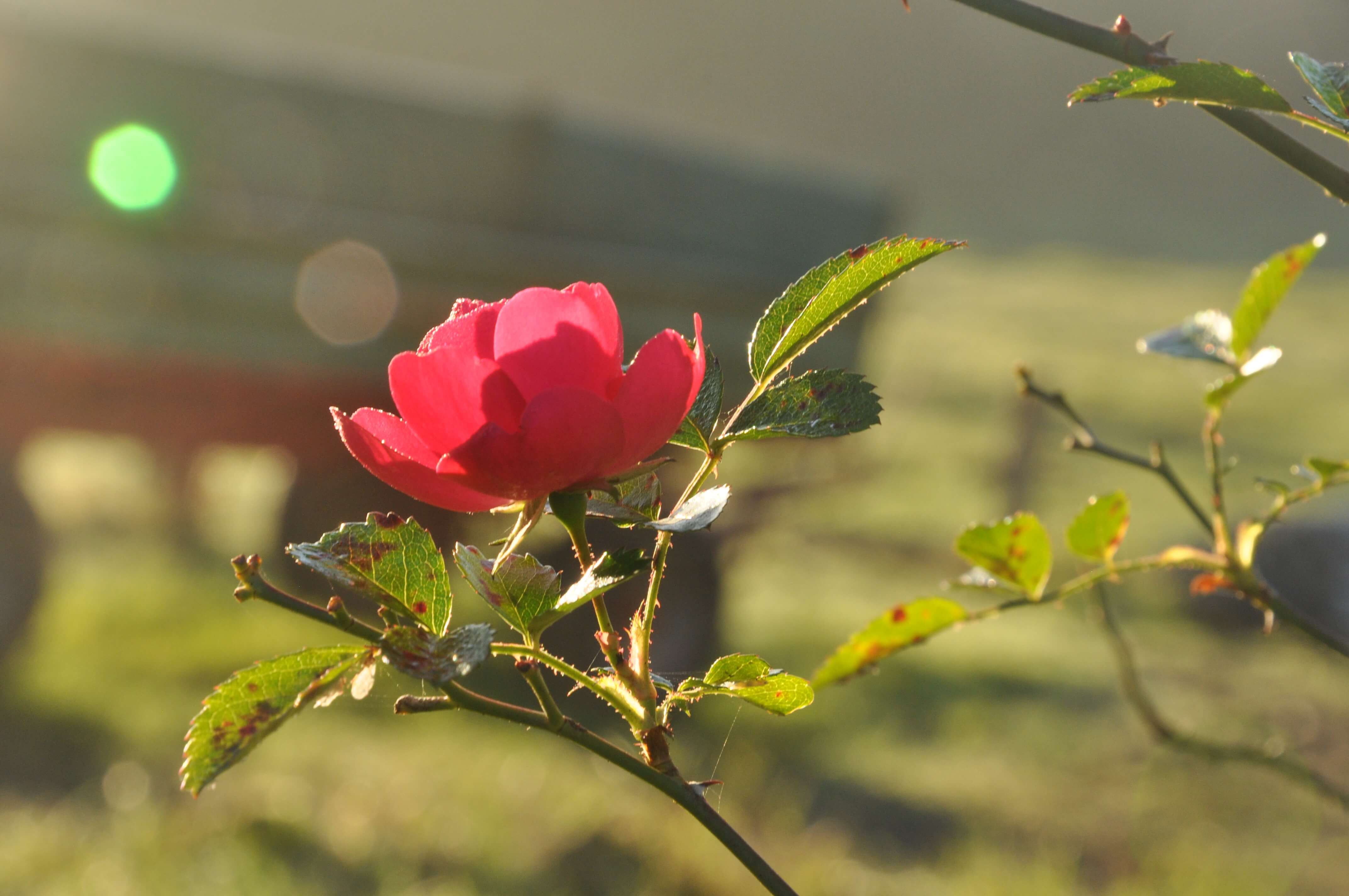 DSC_2542.JPG