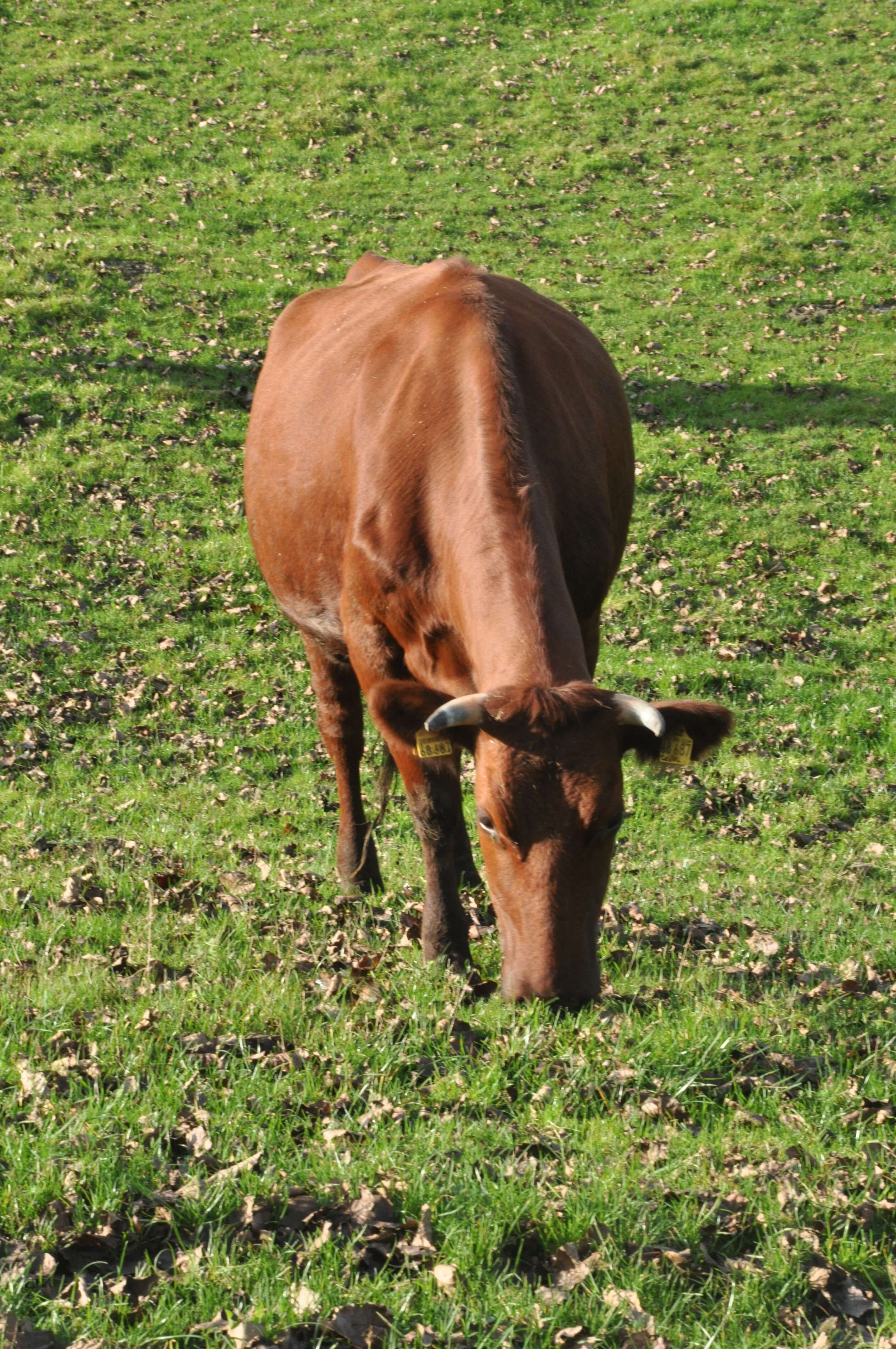 DSC_2579.JPG