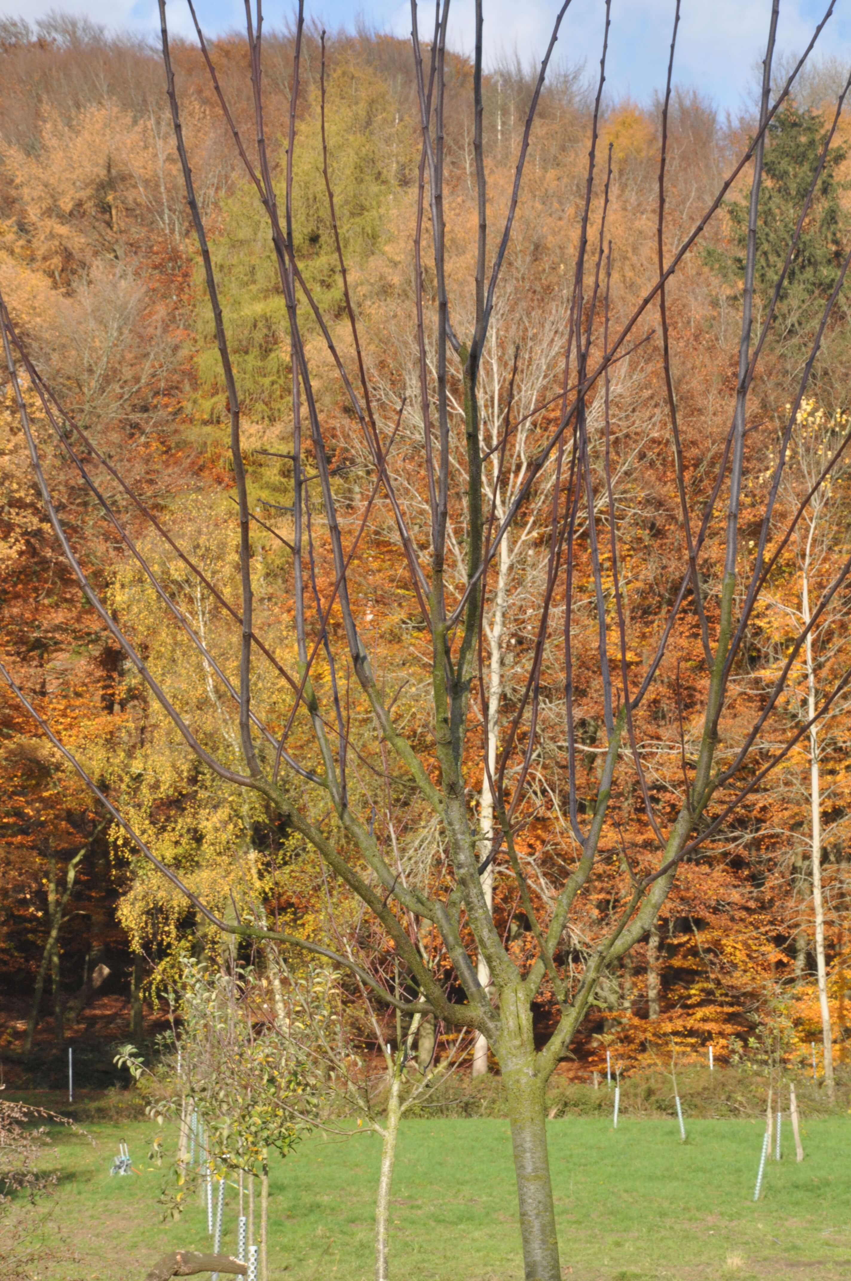 DSC_2624.JPG